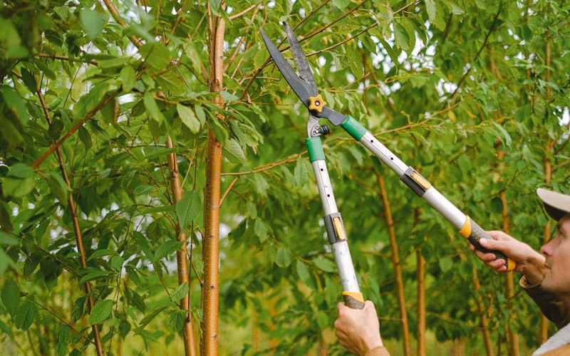Tree trimming in Prairie Du Rocher, IL